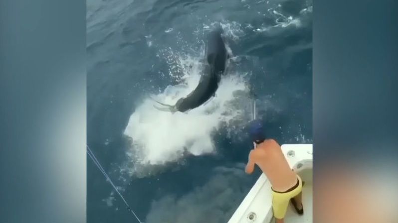 Třímetrákový žralok vyskočil z vody těsně před rybáři na člunu
